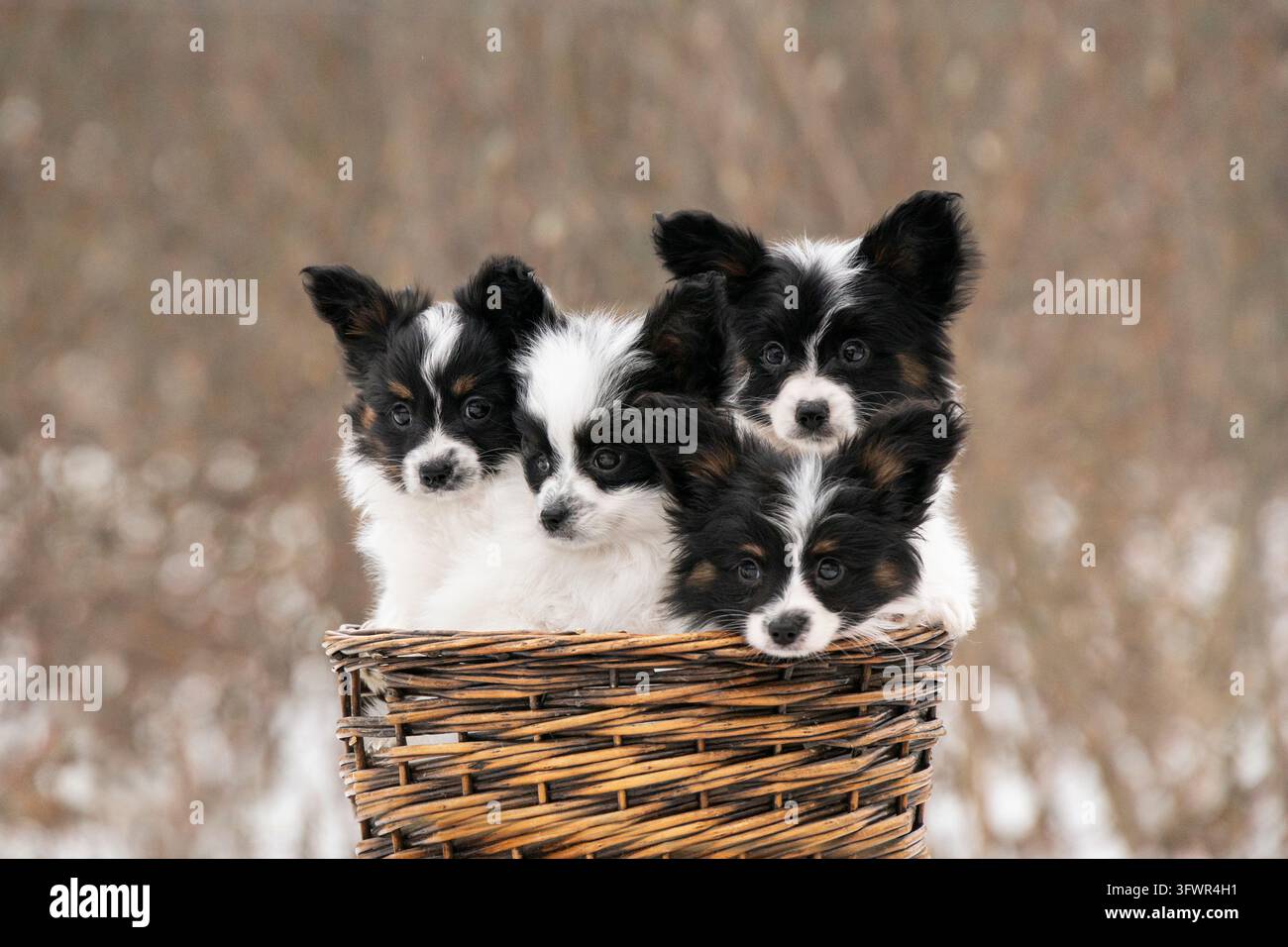 Quattro adorabili cuccioli di Papillon seduti insieme in un cesto di vimini Foto Stock