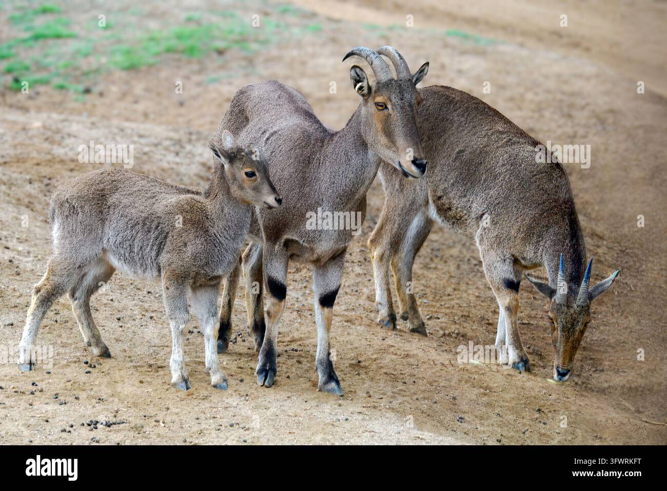 Famiglia di capre di montagna Nilgiri Tahr in piedi insieme, Nilgiritragus hylocrius Foto Stock