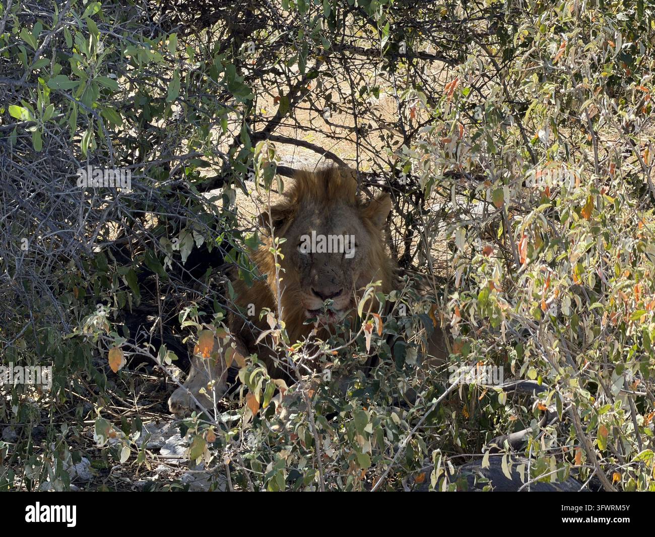 Un leone adulto riposa all'ombra profonda sotto una fitta macchia e guarda verso la fotocamera nel Parco Nazionale di Etosha, Namibia. - Immagine stock catturata con smartphone