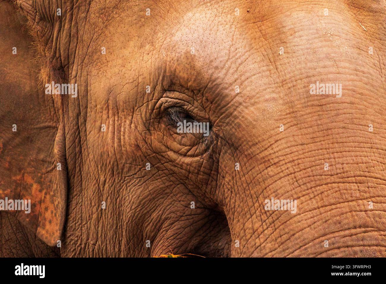 Prima vista dell'occhio di un elefante e della pelle rugosa marrone rossastra, dettaglio del viso e dell'orecchio Foto Stock