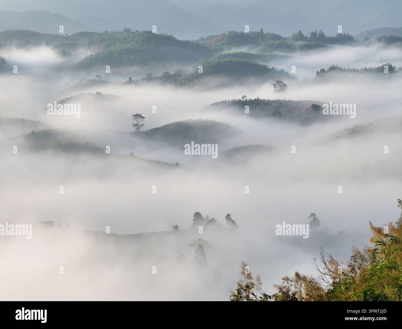 Vista aerea di colline ondulate coperte da una fitta nebbia mattutina con alberi sparsi e vegetazione lussureggiante a Da Lat, Lam Dong, Vietnam. Foto Stock