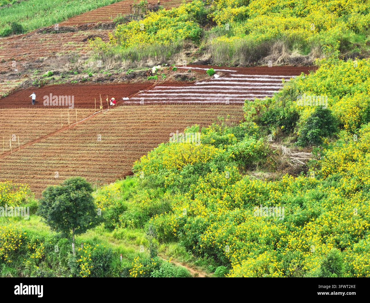 Veduta aerea di campi agricoli terrazzati con terreno scuro e girasoli selvatici giallo brillante sui pendii di Da Lat, Lam Dong, Vietnam. Foto Stock