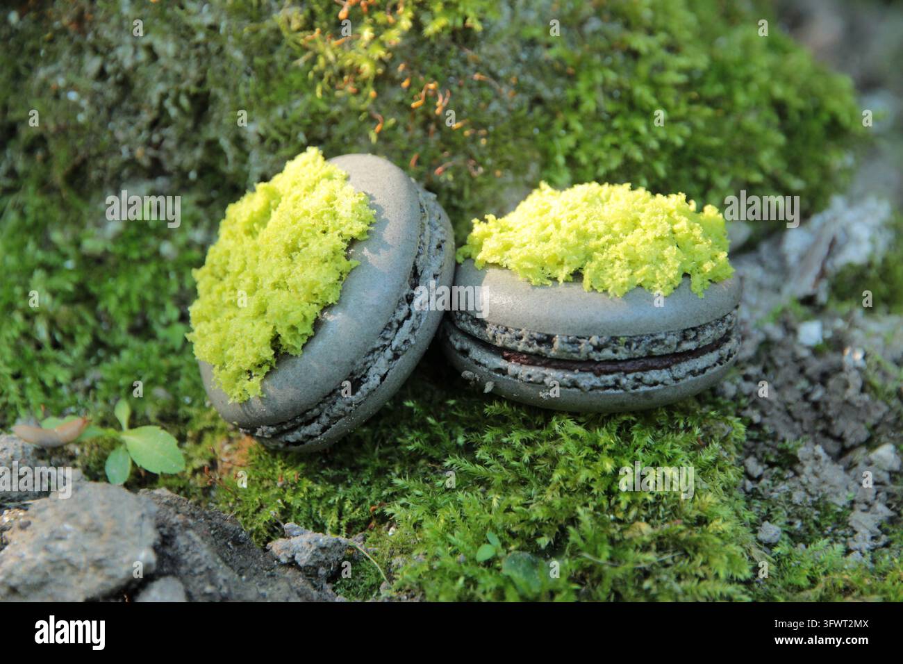 Due macarons francesi grigi decorati con muschio di pan di spagna verde, che assomigliano a ciottoli, posizionati su muschio verde naturale e pietre. Composizione piatta, vista dall'alto. Foto Stock
