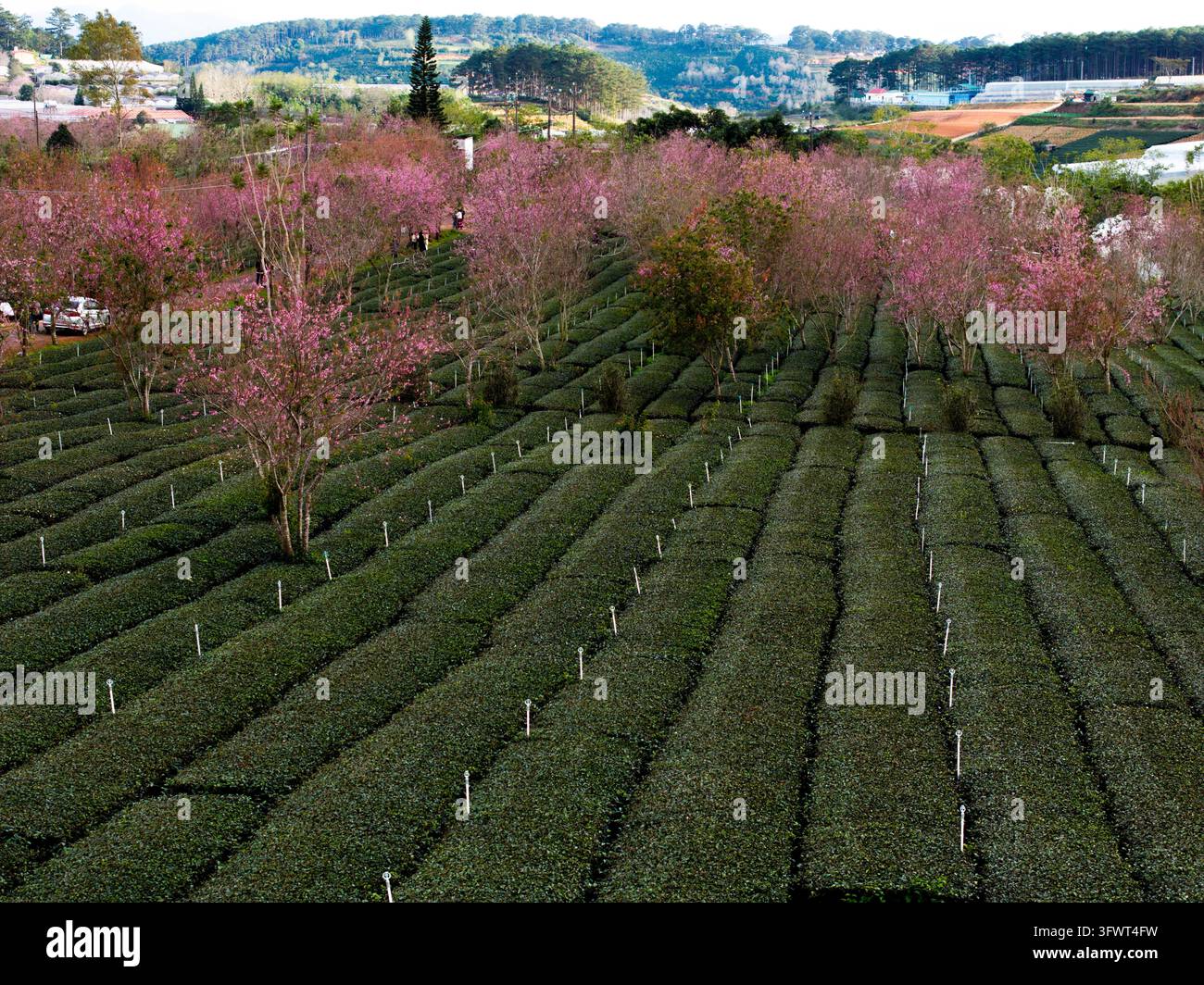 Vista aerea di una piantagione di tè con file di alberi di ciliegio in fiore e strutture di serra a Da Lat, Lam Dong, Vietnam. Foto Stock