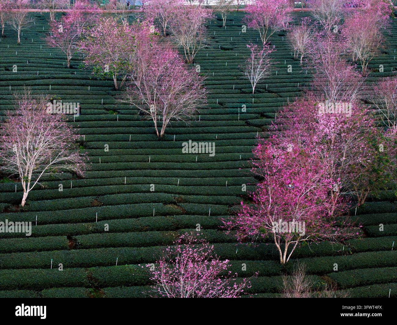 Vista aerea di una piantagione di tè con file di cespugli di tè verdi intervallati da alberi di ciliegio rosa in fiore nelle terre alte di Xuan Huong, Da Foto Stock