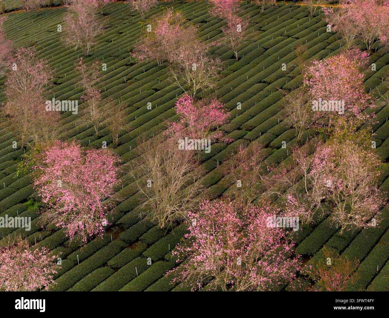 Vista aerea di alberi di ciliegio in fiore che si estendono su una lussureggiante piantagione di tè nelle alture di Da Lat, Lam Dong, Vietnam. Foto Stock