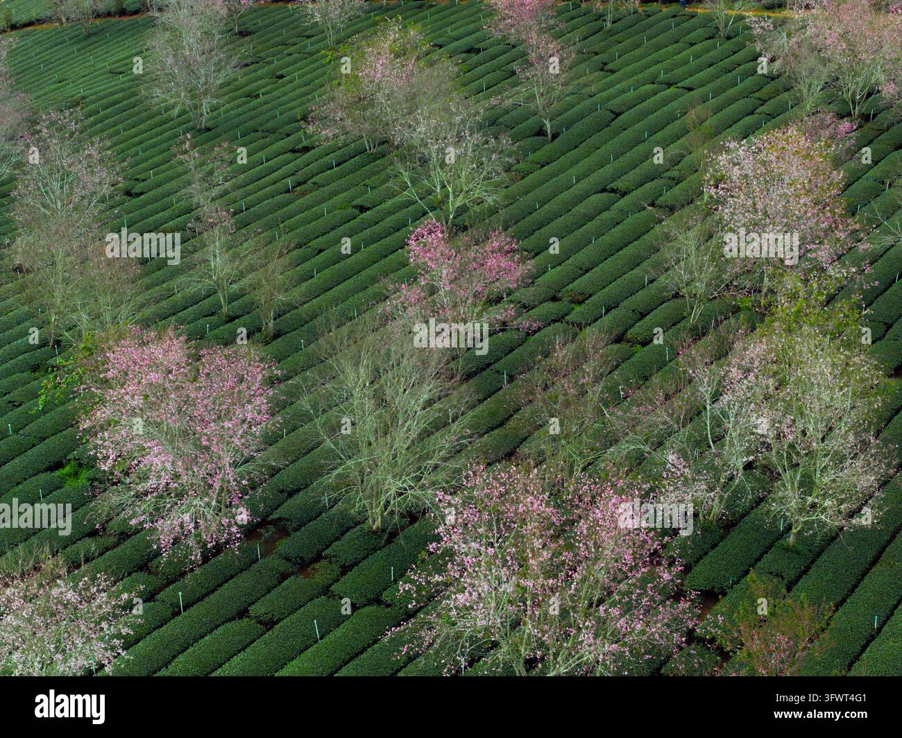 Vista aerea di una lussureggiante piantagione di tè verde intervallata da alberi di ciliegio rosa in fiore nelle terre alte di Da Lat, Lam Dong, Vietnam Foto Stock