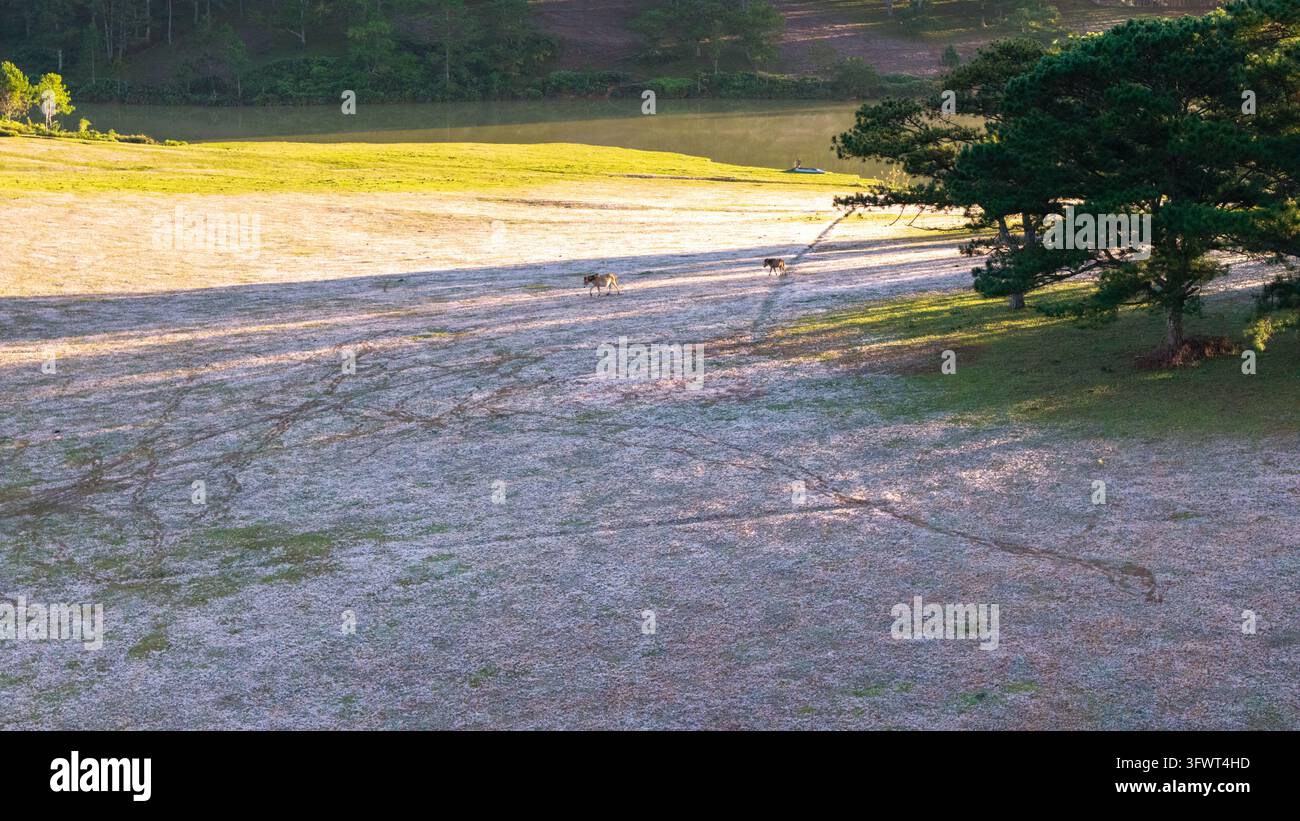 Vista aerea di cavalli che pascolano in un prato erboso vicino a pini e a un lago a Da Lat, Lam Dong, Vietnam. Foto Stock