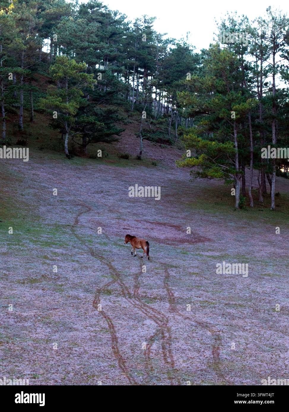Vista aerea di un cavallo che cammina su un pendio erboso circondato da pini a Xuan Huong, Da Lat, Lam Dong, Vietnam. Foto Stock