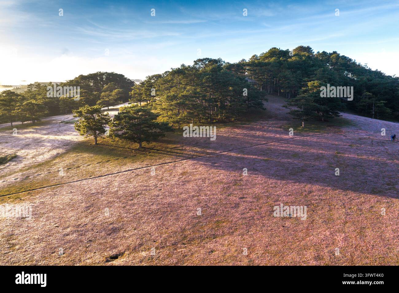 Vista aerea della collina di erba rosa illuminata dalla luce del mattino con pini e lunghe ombre a Da Lat, Lam Dong, Vietnam. Foto Stock