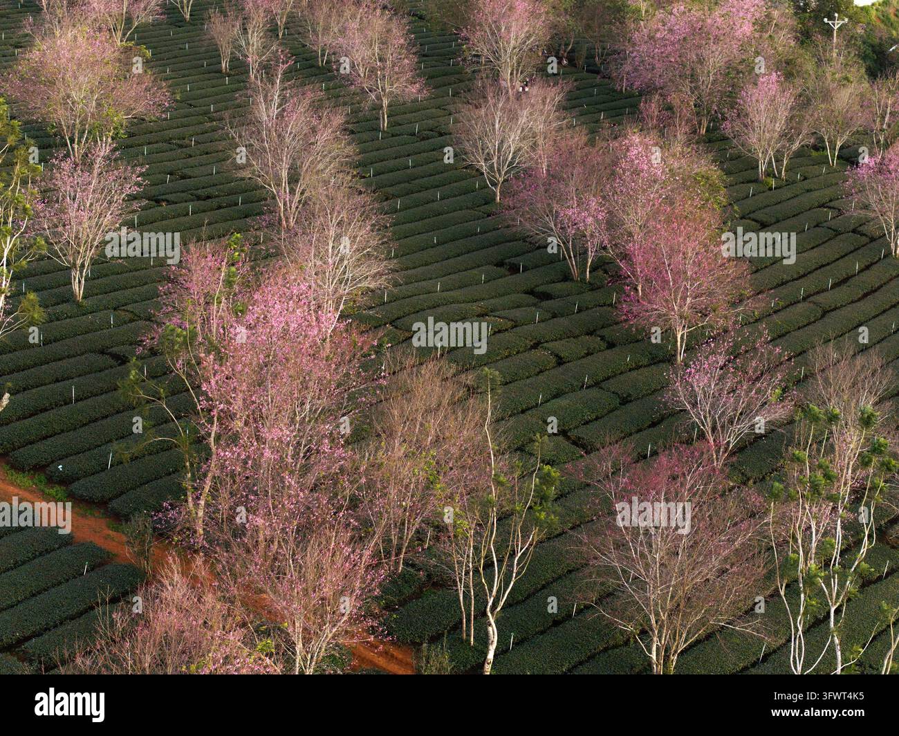 Vista aerea di alberi di ciliegio in fiore piantati tra le file di una piantagione di tè nelle alture di Da Lat, Lam Dong, Vietnam. Foto Stock