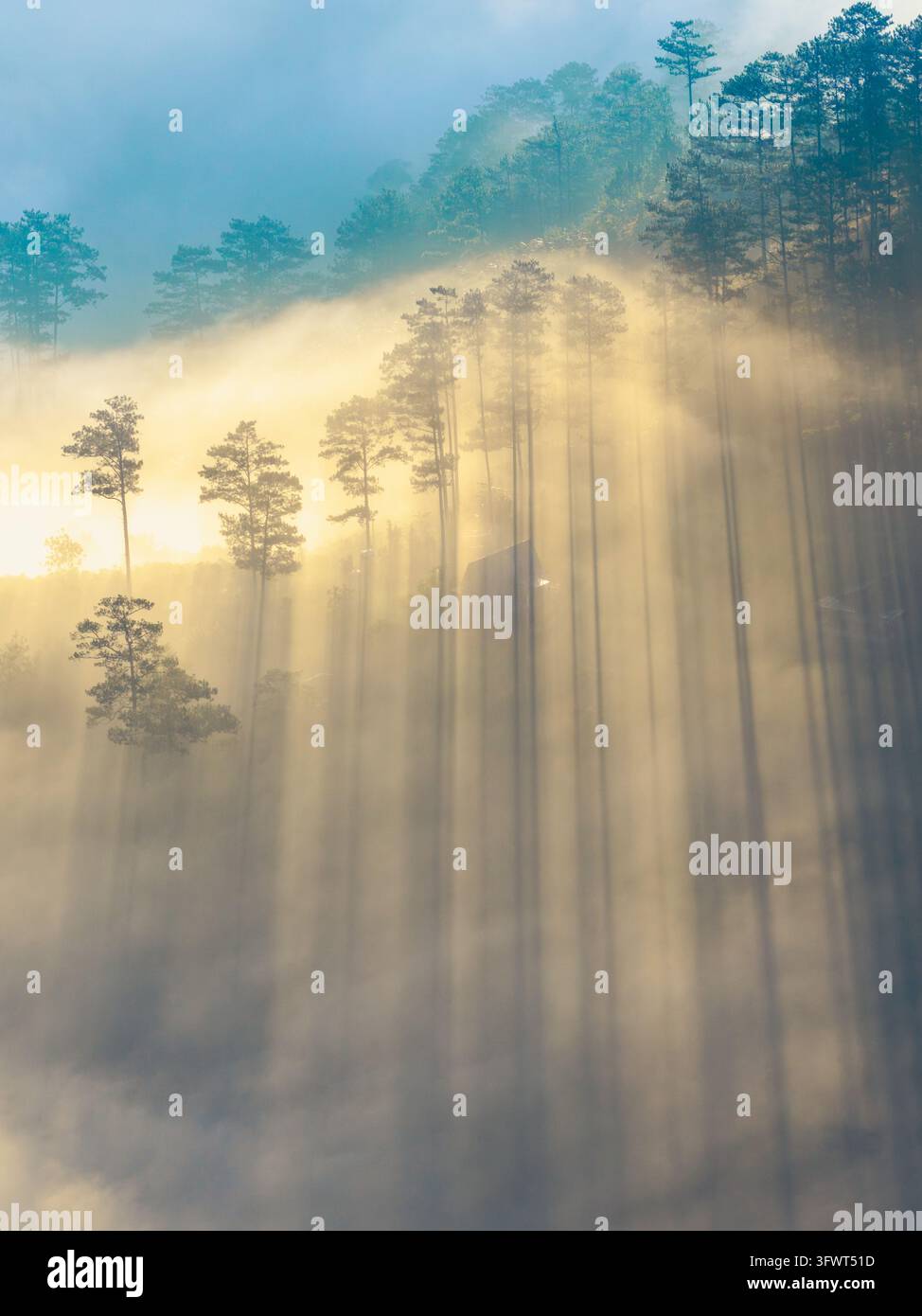 Vista aerea di una foresta di pini avvolta nella nebbia mattutina con luce dorata che filtra tra gli alberi a Da Lat, Lam Dong, Vietnam Foto Stock