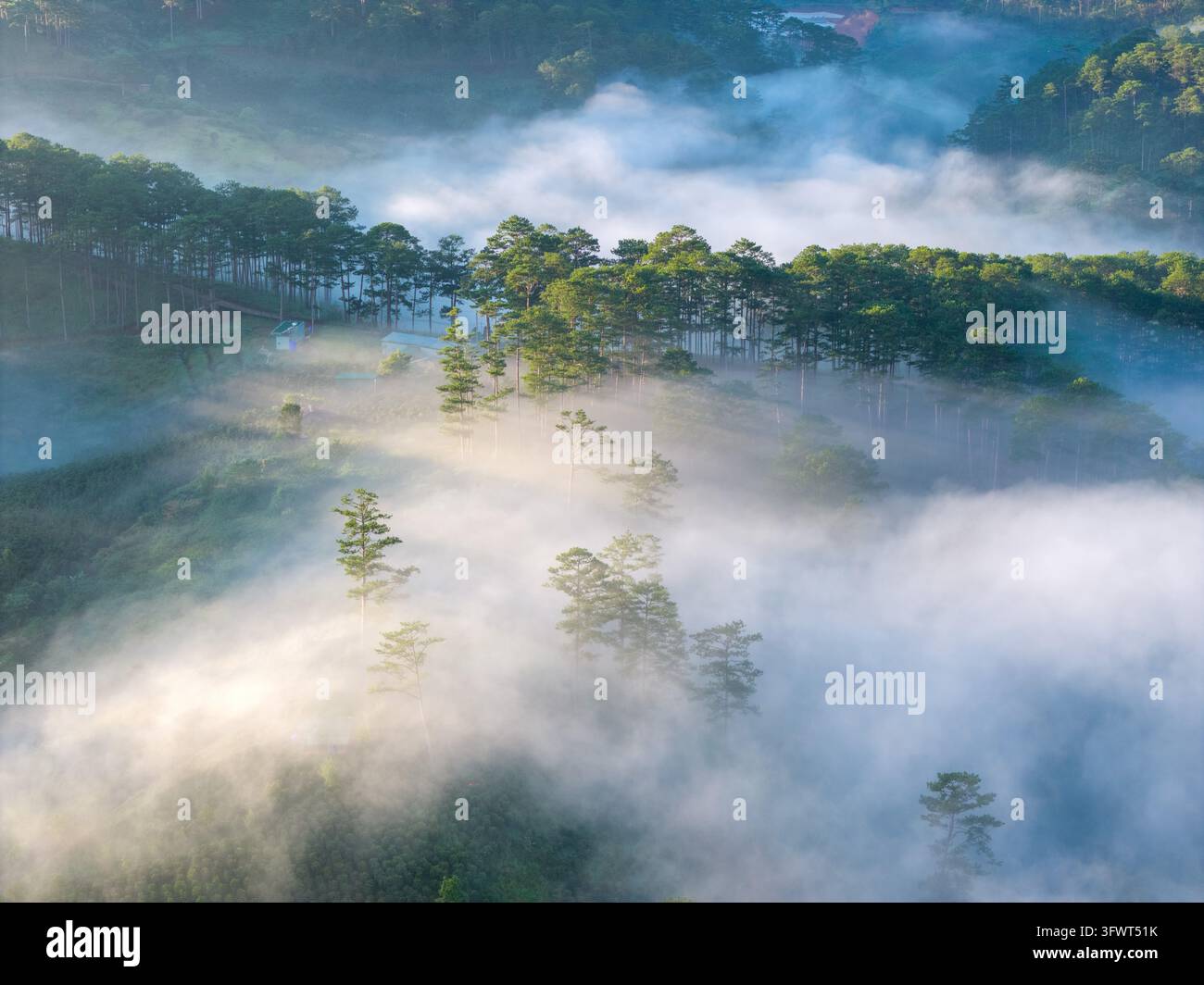 Vista aerea di una foresta di pini coperta dalla nebbia mattutina con una luce dorata e soffusa sulla paesaggio collinare di Da Lat, Lam Dong, Vietnam. Foto Stock