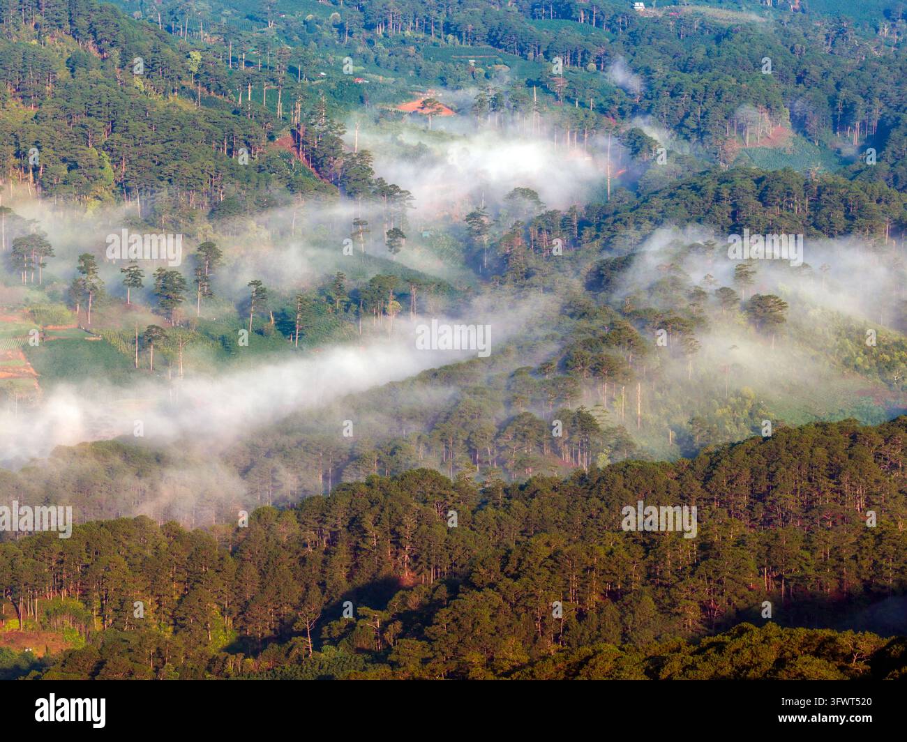Vista aerea delle foreste di pini con nebbia che attraversa la valle, alberi verdi rigogliosi e luce soffusa del mattino a Da Lat, Lam Dong, Vietnam. Foto Stock
