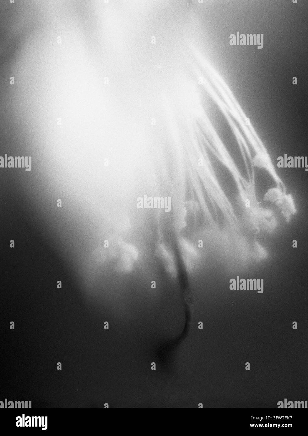Argento. Fotografia analogica, 2026. Foto Stock