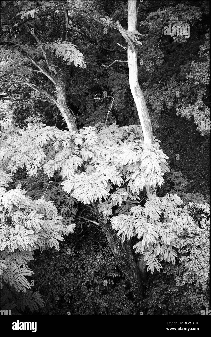 Saint-Loup-du-Gast, Francia. Fotografo di fotografia analogica, 2024. Foto Stock