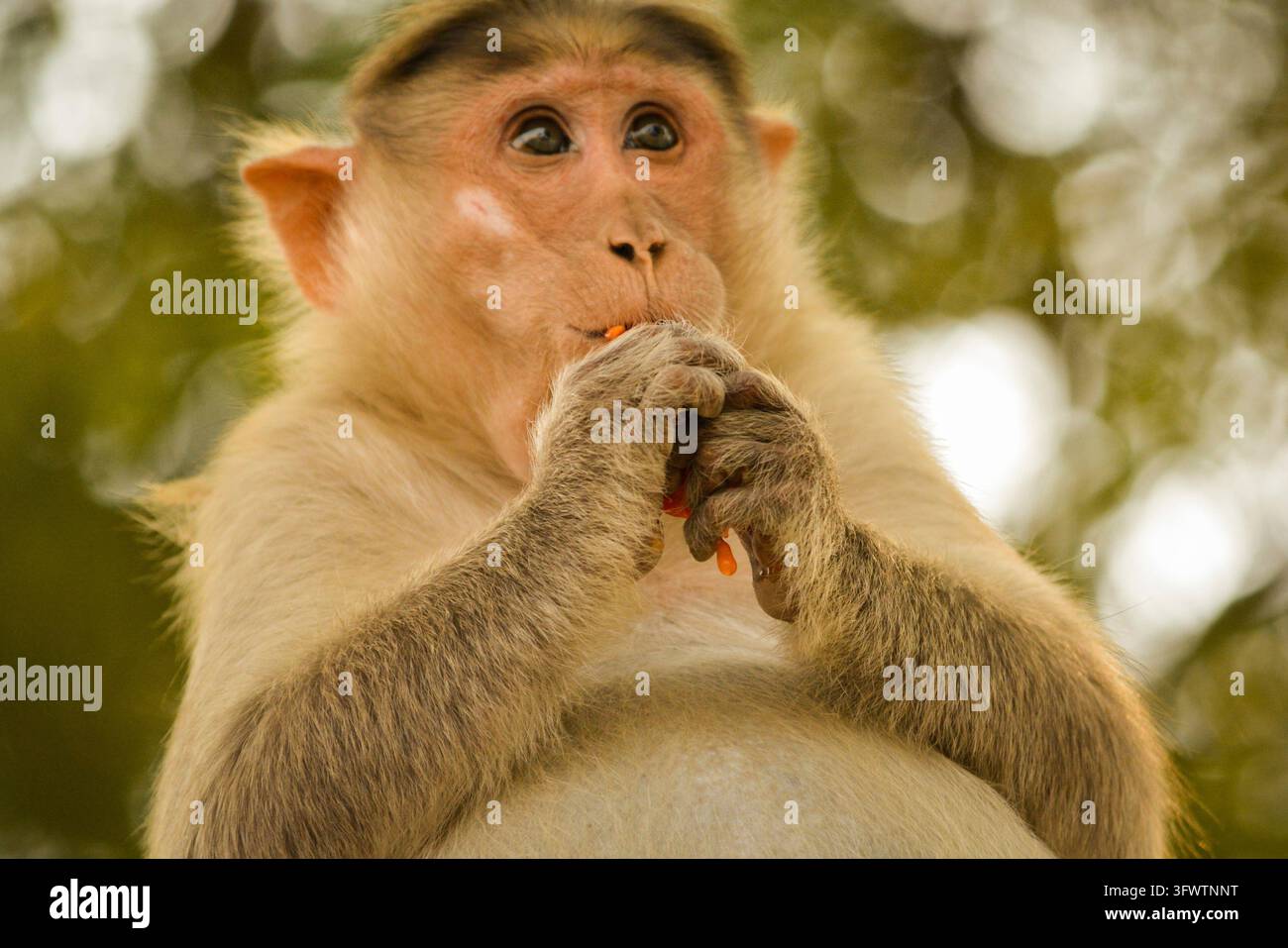 Scimmia bonnet incinta che mangia tamoto, primo piano Foto Stock