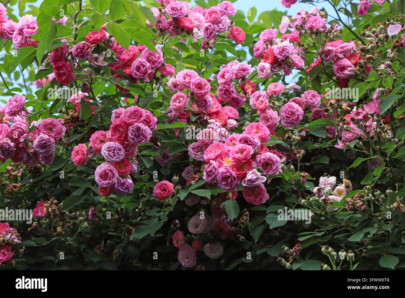 Abbondanti viti rampicanti ricoperte di rose doppie magenta e rosa, foglie verdi fresche circondano grappoli di fiori pienamente sbocciati, fiore vivace di arbusto primaverile Foto Stock