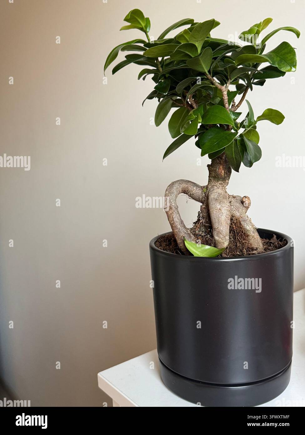 Un piccolo bonsai Ficus ginseng con foglie verdi lucide e radici spesse e curve esposte cresce in un vaso cilindrico nero opaco con piattino. Si trova - Immagine stock catturata con smartphone