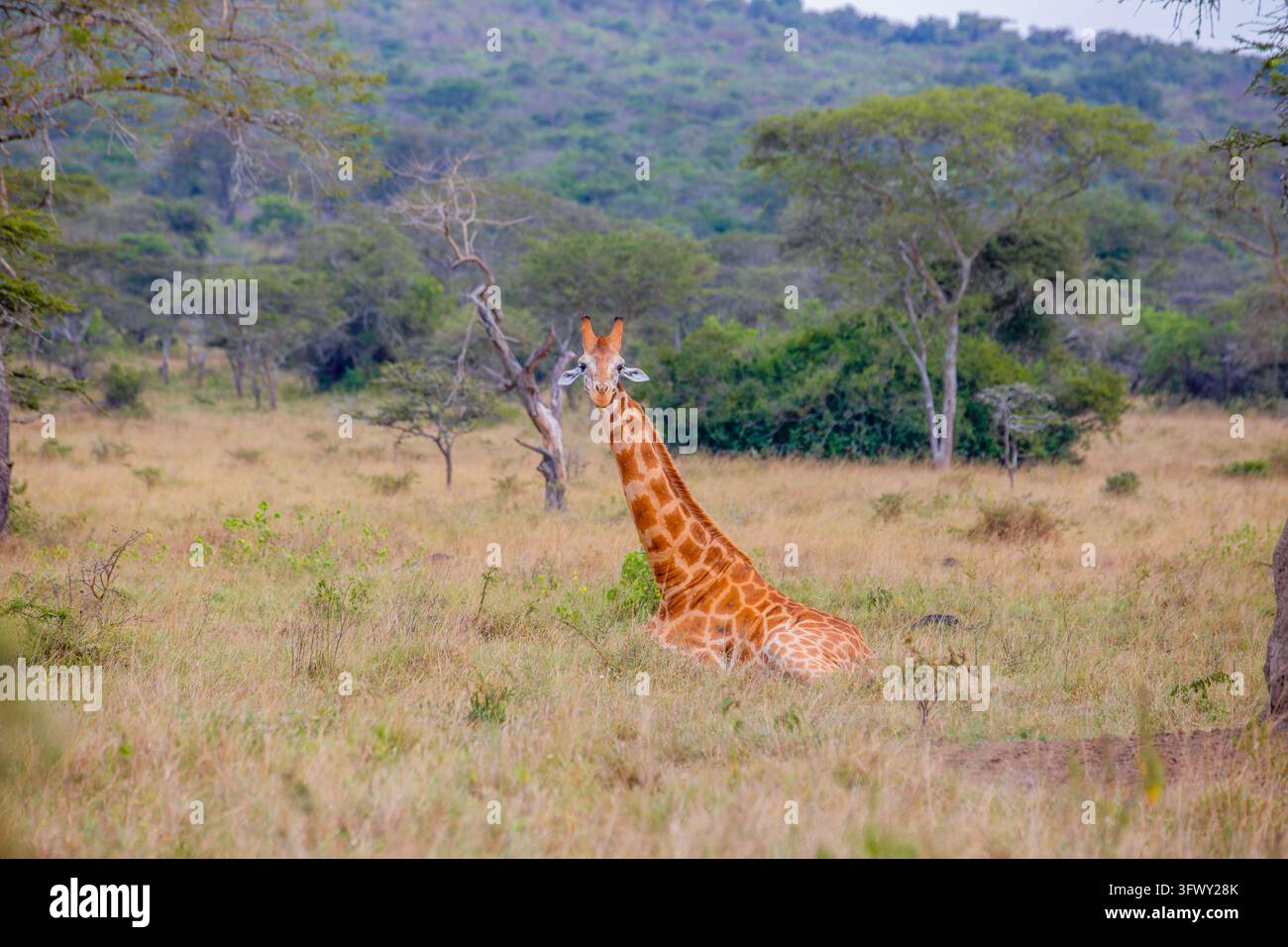 Il parco nazionale del lago Mburo nell'occidente dell'Uganda è una bellissima destinazione per la fauna selvatica e il turismo, nota per le sue praterie di savana ondulate. Foto Stock