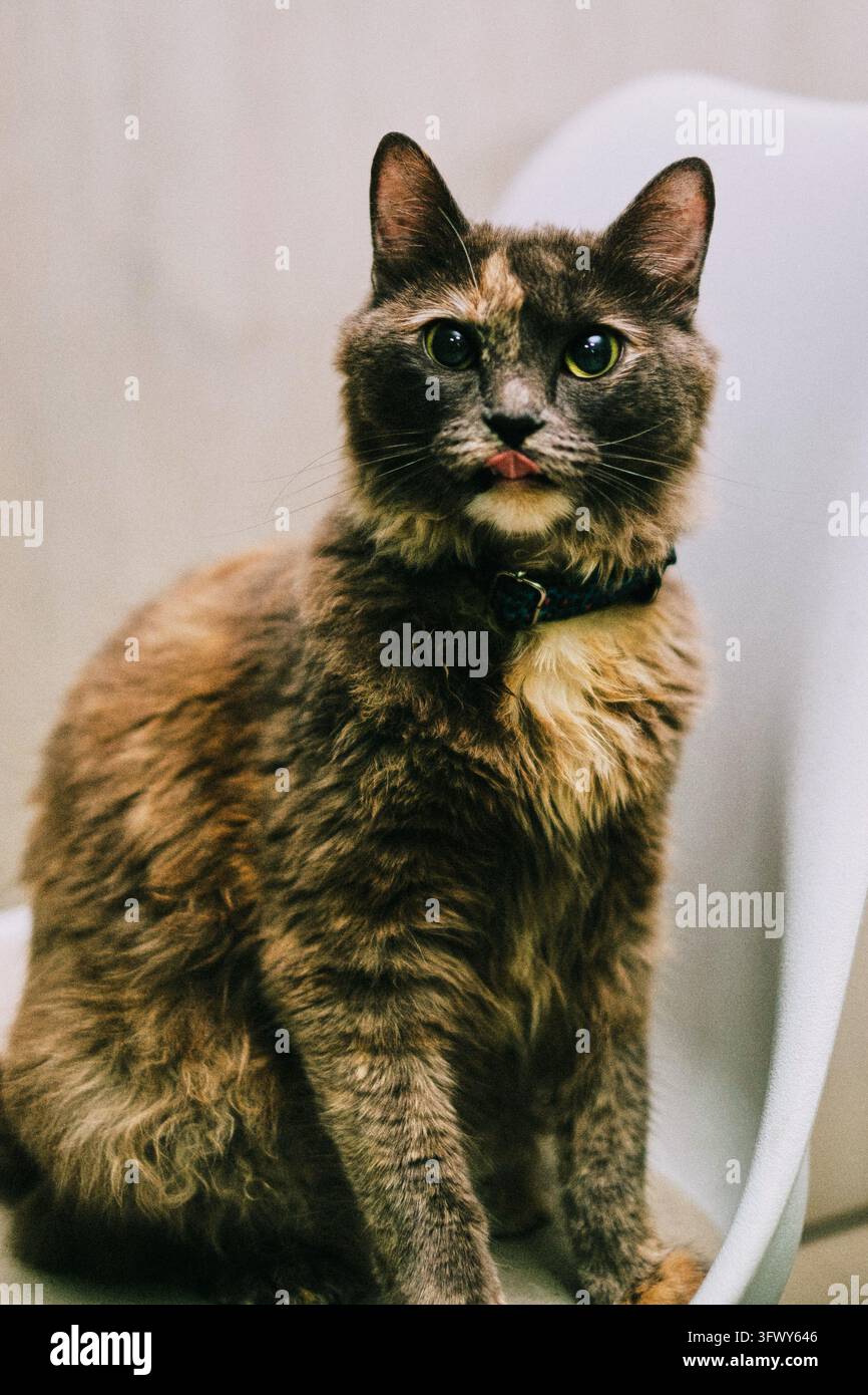 Gatto dal mantello tartarugato seduto su una sedia di plastica bianca che guarda l'obiettivo. Foto Stock