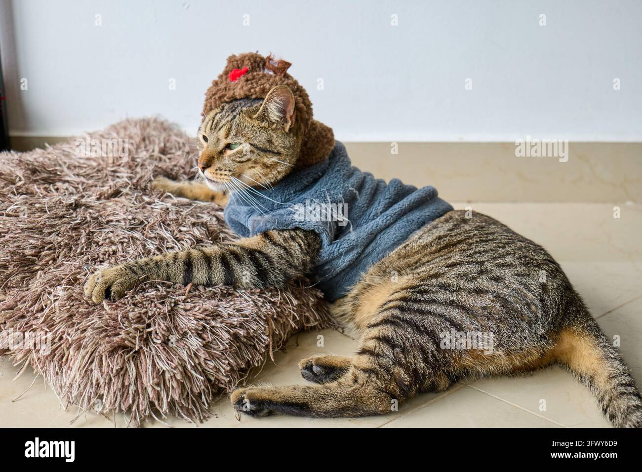 Gatto tigrato divertente con occhi verdi che indossa un cappello di lana con orecchie d'orso e un maglione blu. Foto Stock