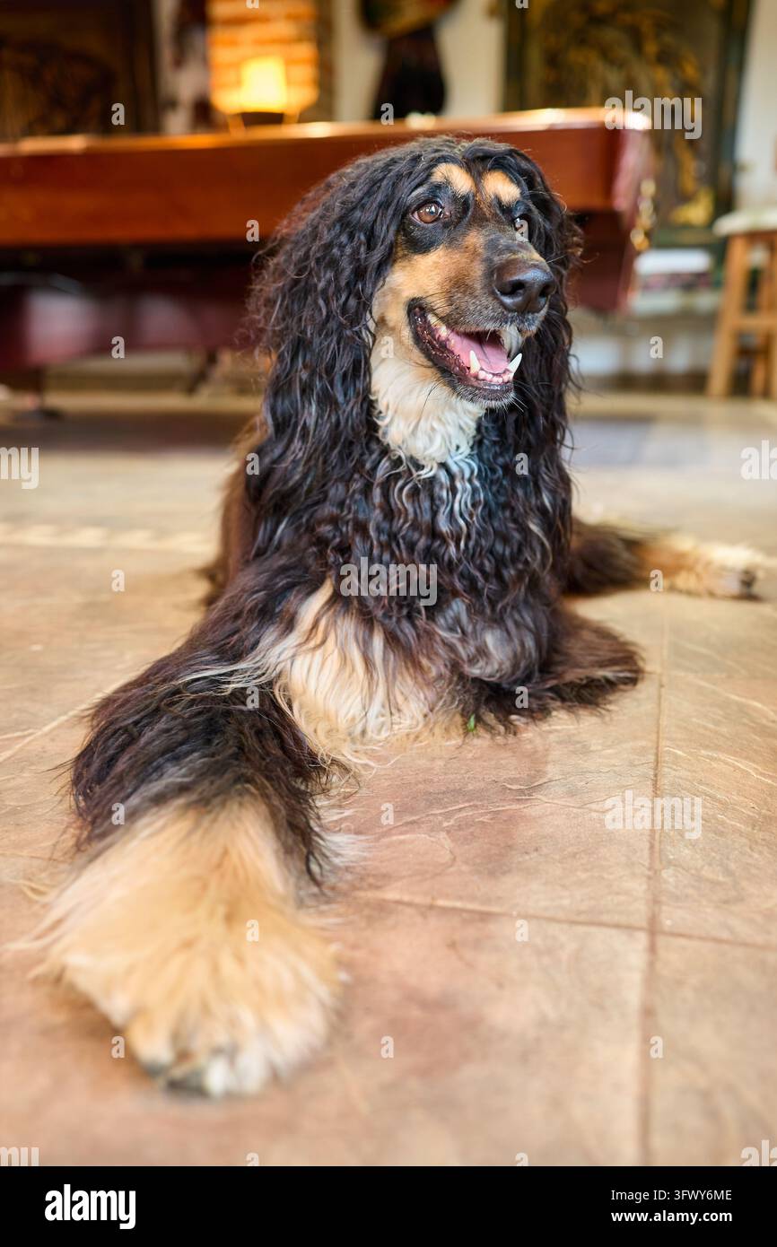 Cane a pelo lungo nero e marrone sdraiato su un pavimento piastrellato con la bocca aperta. Foto Stock