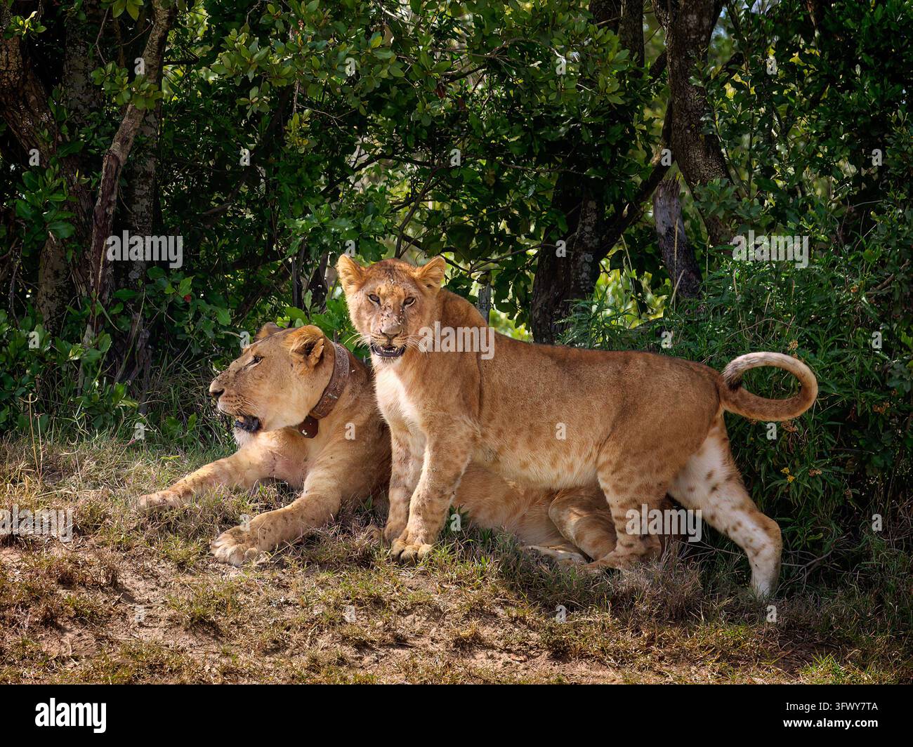 Leona con un collare di tracciamento satellitare che riposa accanto al suo cucciolo nella savana selvaggia del Kenya, Africa Foto Stock