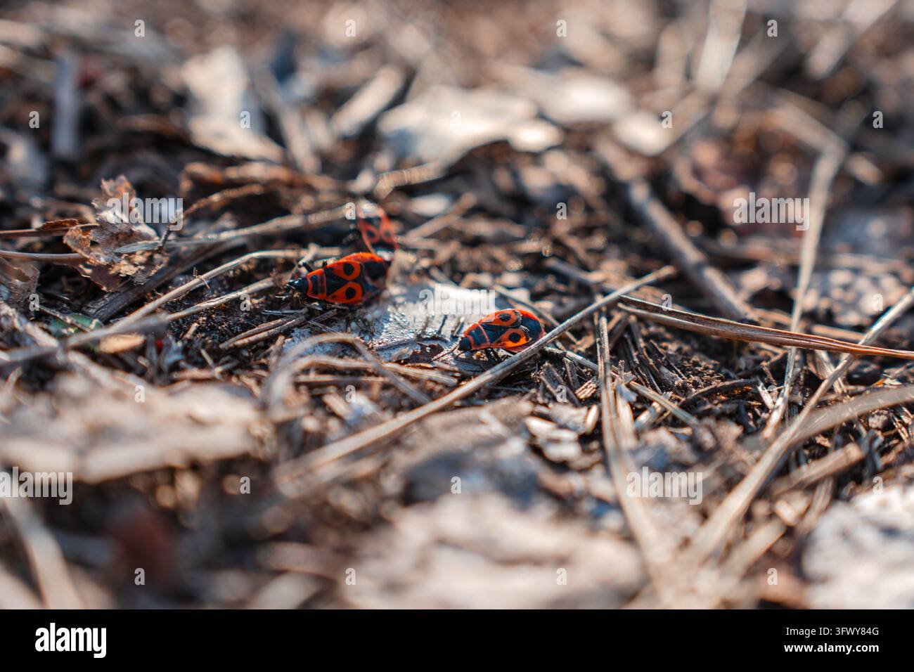 Un primo piano di insetti di fuoco rossi e neri (Pyrrhocoris apterus) che strisciano su terra secca e ramoscelli. Foto Stock
