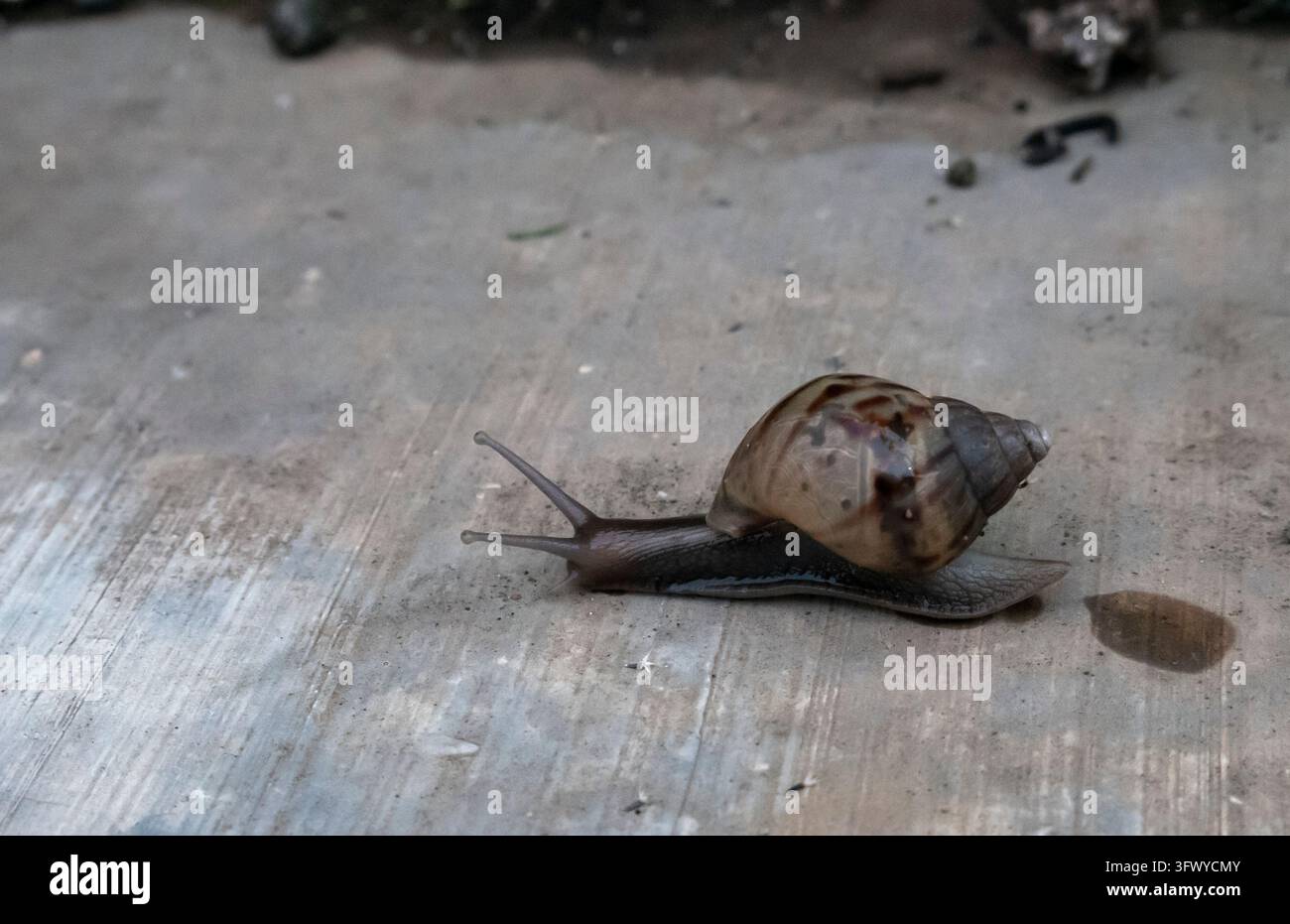 lumaca africana che cammina. lumaca indonesiana che cammina dopo la pioggia Foto Stock
