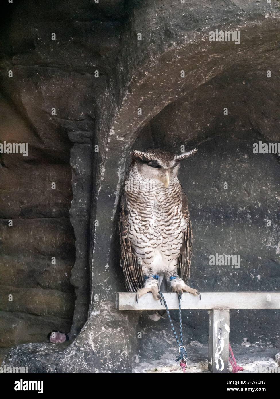 Buffy Fish Owl - Ketupa ketupu o gufo malese, è una specie di gufo della famiglia Strigidae, le piume sono bordate di marrone e le ali e la coda sono Foto Stock