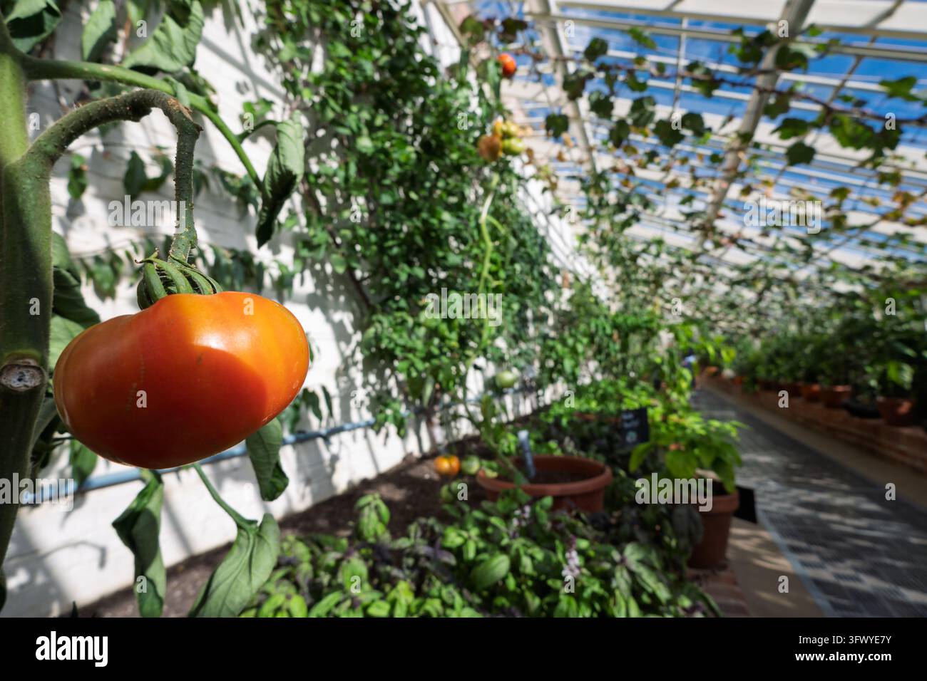 Pomodoro rosso maturo pende sulla vite in una serra piena di viti di pomodoro. Foto Stock