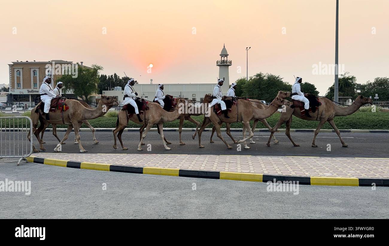 Wakrah, Qatar – Uomini in abiti tradizionali bianchi che cavalcano cammelli al tramonto vicino a Souq Al Wakra, Qatar. Foto Stock