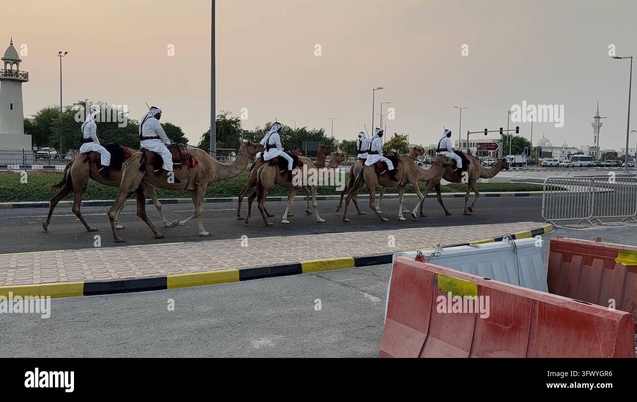 Wakrah, Qatar – Uomini in abiti tradizionali bianchi che cavalcano cammelli al tramonto vicino a Souq Al Wakra, Qatar. Foto Stock