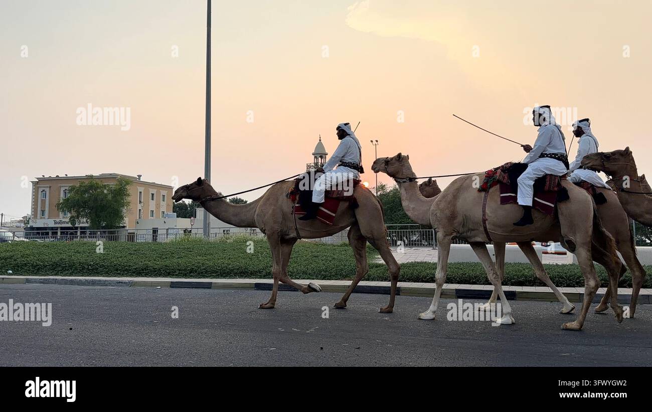 Wakrah, Qatar – Uomini in abiti tradizionali bianchi che cavalcano cammelli al tramonto vicino a Souq Al Wakra, Qatar. Foto Stock