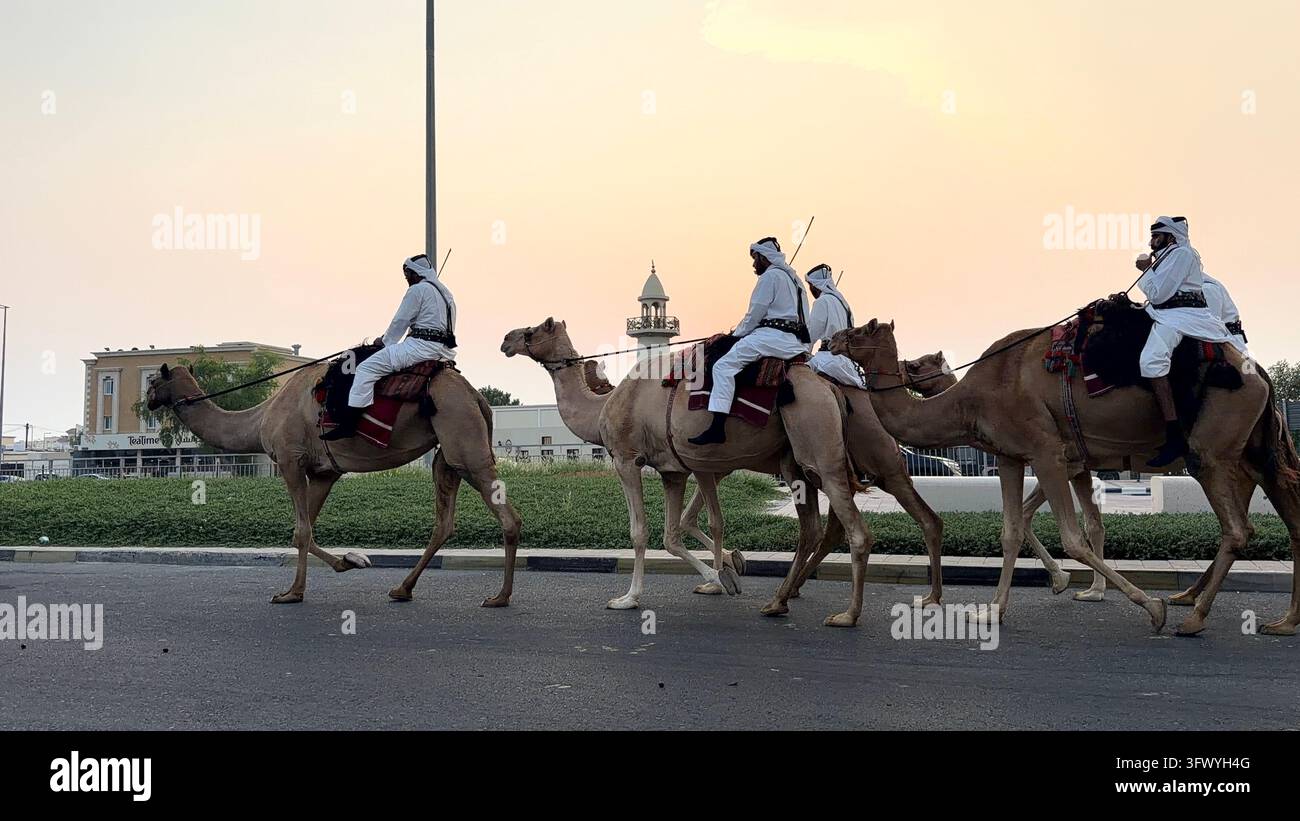 Wakrah, Qatar – Uomini in abiti tradizionali bianchi che cavalcano cammelli al tramonto vicino a Souq Al Wakra, Qatar. Foto Stock
