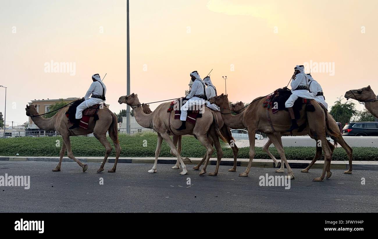 Wakrah, Qatar – Uomini in abiti tradizionali bianchi che cavalcano cammelli al tramonto vicino a Souq Al Wakra, Qatar. Foto Stock