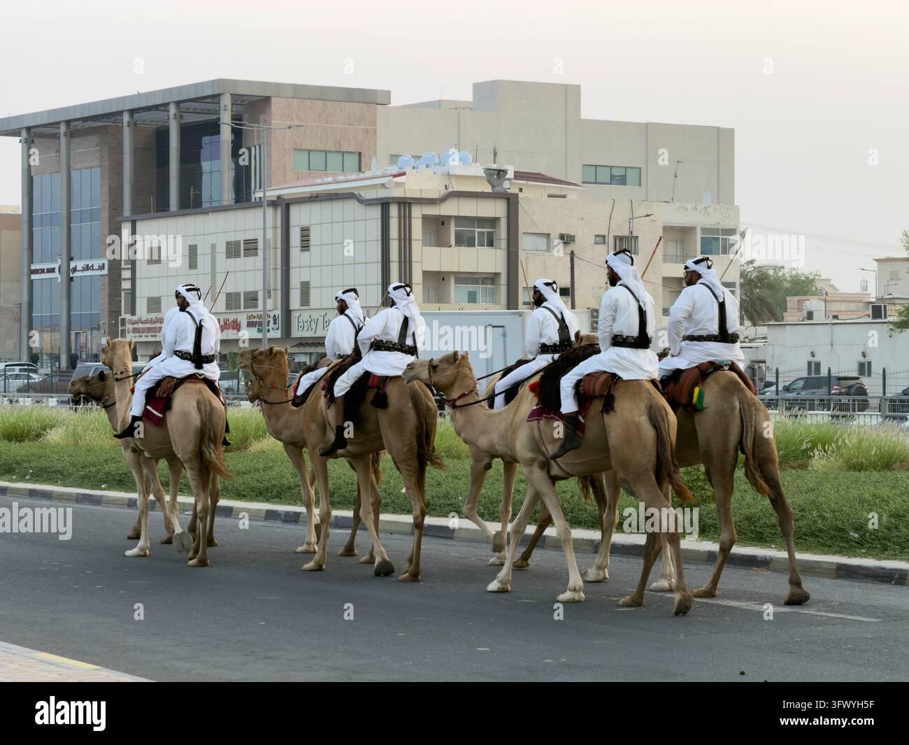 Wakrah, Qatar – Uomini in abiti tradizionali bianchi che cavalcano cammelli al tramonto vicino a Souq Al Wakra, Qatar. Foto Stock
