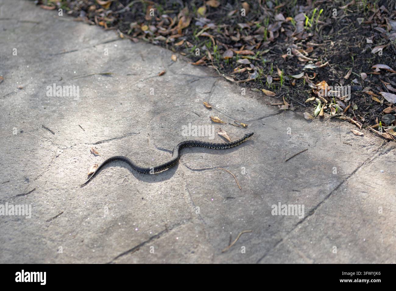 Serpente selvatica che striscia su un sentiero pavimentato del parco accanto a foglie autunnali cadute e terra scura Foto Stock