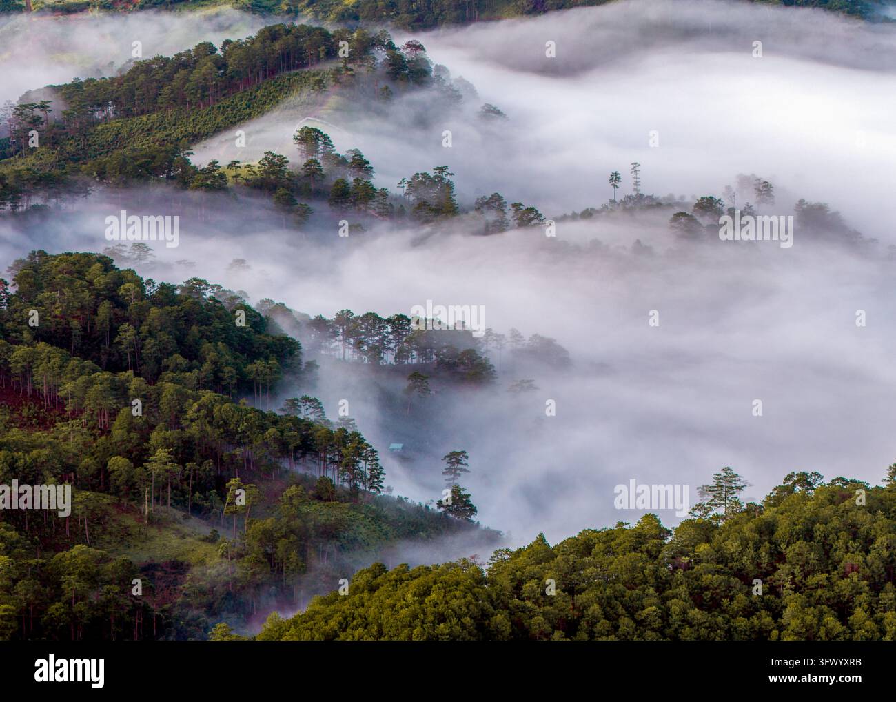 Vista aerea di foreste di pini nebbiose che coprono dolci colline all'alba a Da Lat, Lam Dong, Vietnam. Foto Stock