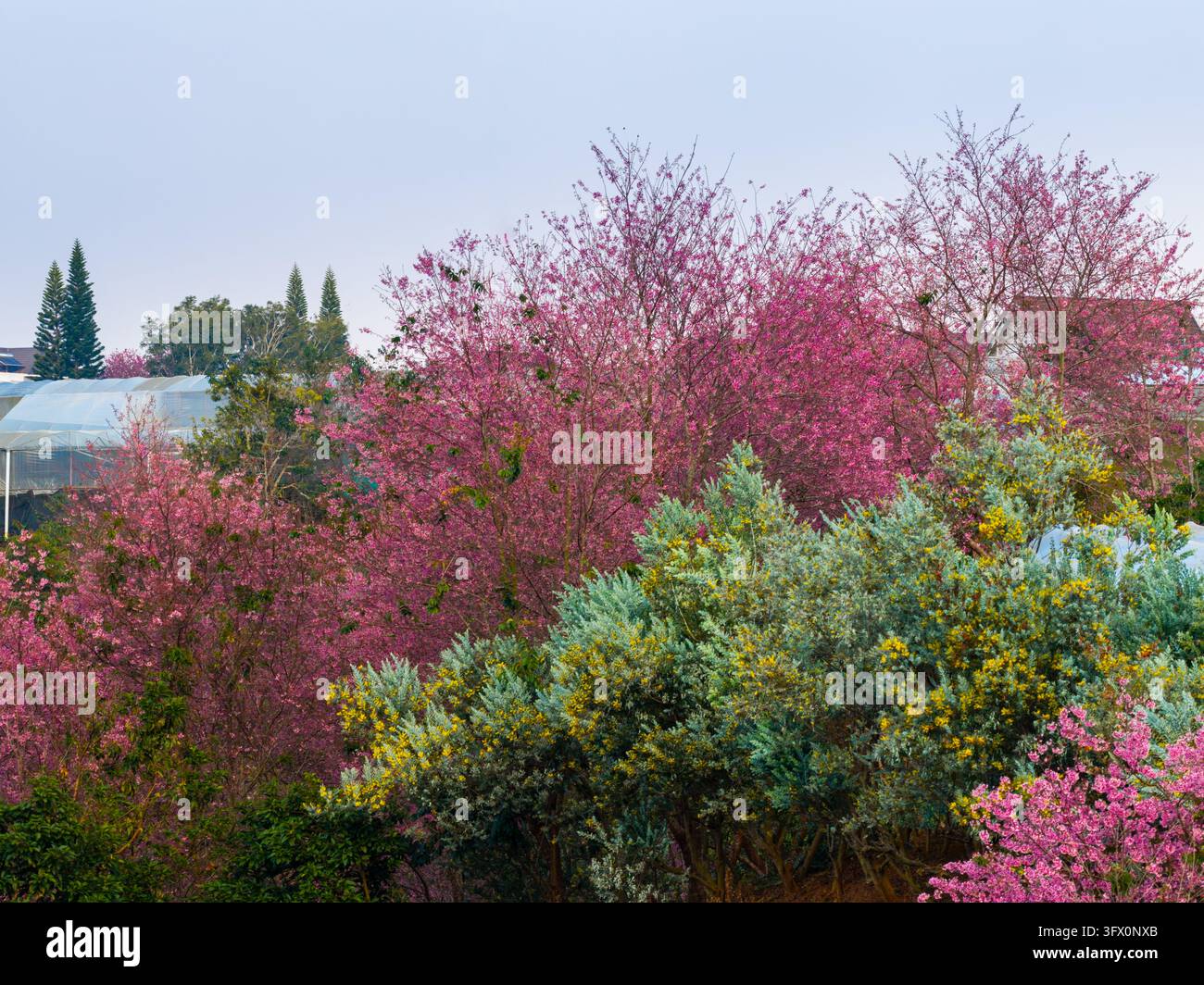 Veduta aerea di vivaci fiori di ciliegio rosa in fiore in un giardino con una vegetazione verde rigogliosa e strutture di serra sullo sfondo a Da Lat, Lam Do Foto Stock