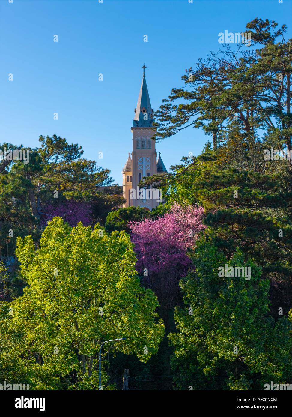 Vista aerea della cattedrale di Da Lat che si erge sopra alberi verdi lussureggianti e alberi fioriti rosa vivaci a Da Lat, Lam Dong, Vietnam. Foto Stock