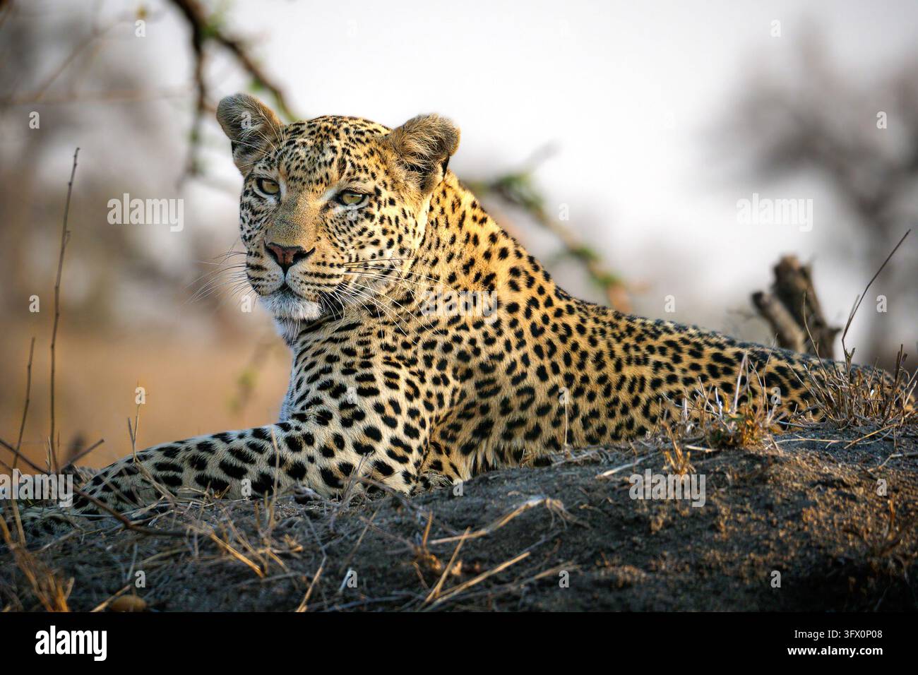 Leopardo africano maestoso che riposa su un cumulo nella prateria della savana, ritratto ravvicinato di un grande felino sfuggente che guarda lontano durante un safari nel Kruger Park Foto Stock