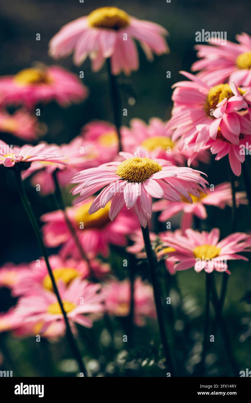 Foto macro di fiori di margherita rosa in fiore con centri giallo brillante in un giardino estivo. Foto Stock
