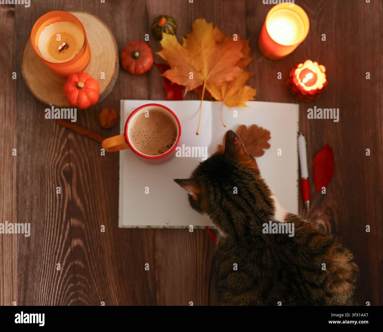 Un animale domestico interrompe una sessione di journaling autunnale, un concetto caldo per la salute mentale, il supporto emotivo e il rallentamento a casa. Foto Stock
