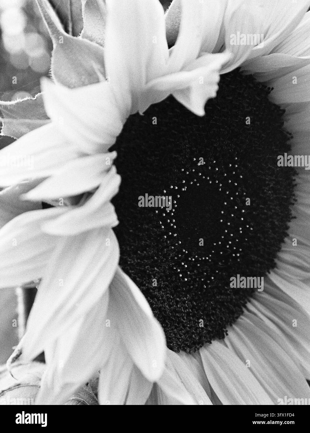 Primo piano in bianco e nero di una testa di girasole con petali pallidi che circondano un disco di semi scuro in motivo a spirale. Foto Stock