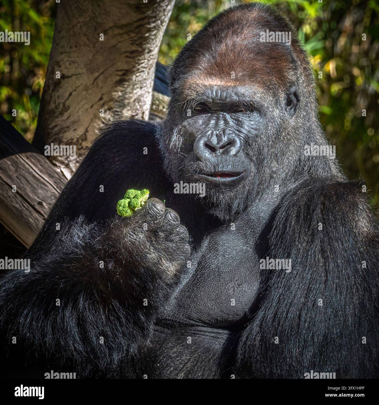 Gorilla Silverback che tiene e mangia un pezzo di broccolo fresco, primo piano Foto Stock