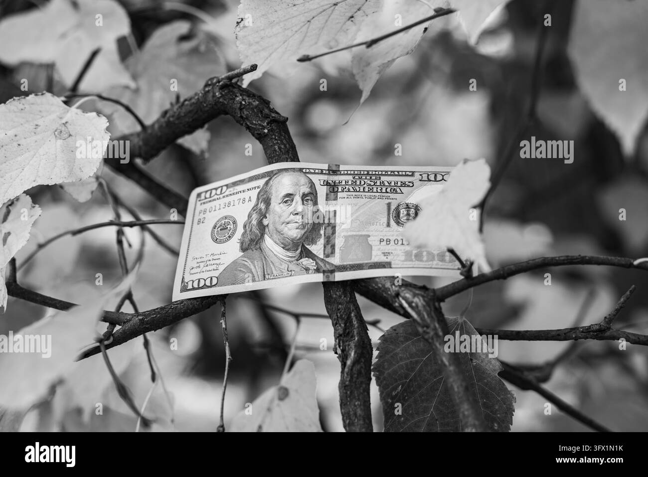 Una banconota da cento dollari statunitensi appoggiata su rami d'albero tra foglie gialle autunnali nel parco Foto Stock