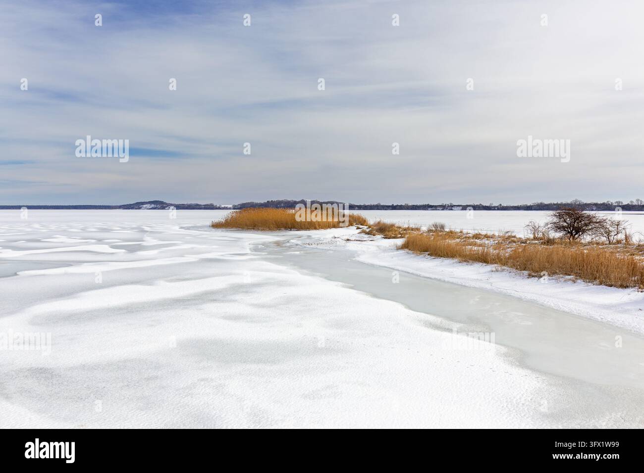 Canneto nella riserva della biosfera Gobbiner Haken sull'isola tedesca di Rügen / Ruegen, coperto di neve in inverno, Meclemburgo-Pomerania Anteriore, Germania Foto Stock