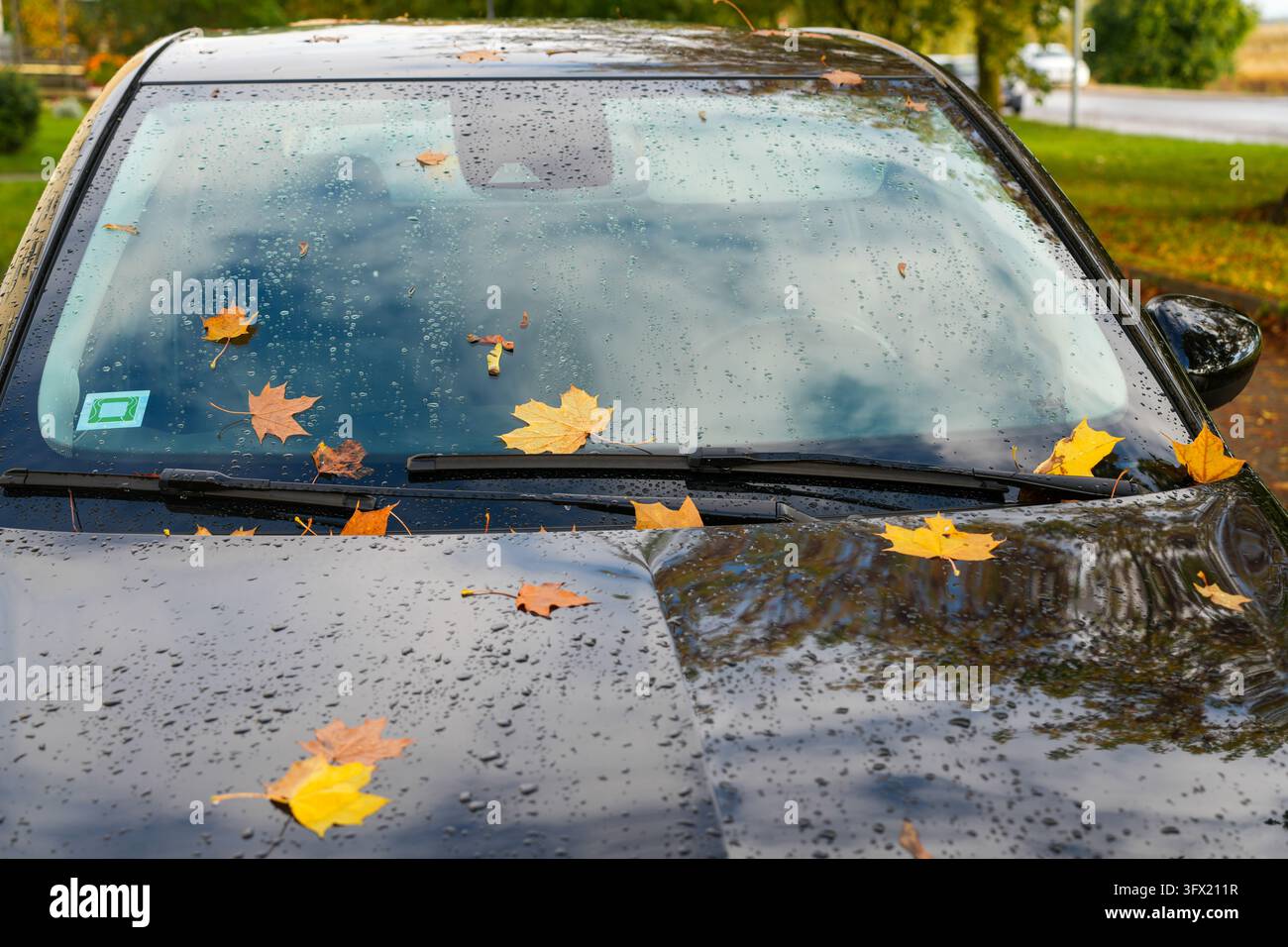 Foglie d'acero autunnali gialle e arancioni sparse su un cofano e un parabrezza di auto nera bagnati dopo la pioggia, con goccioline d'acqua che riflettono il cielo nuvoloso Foto Stock